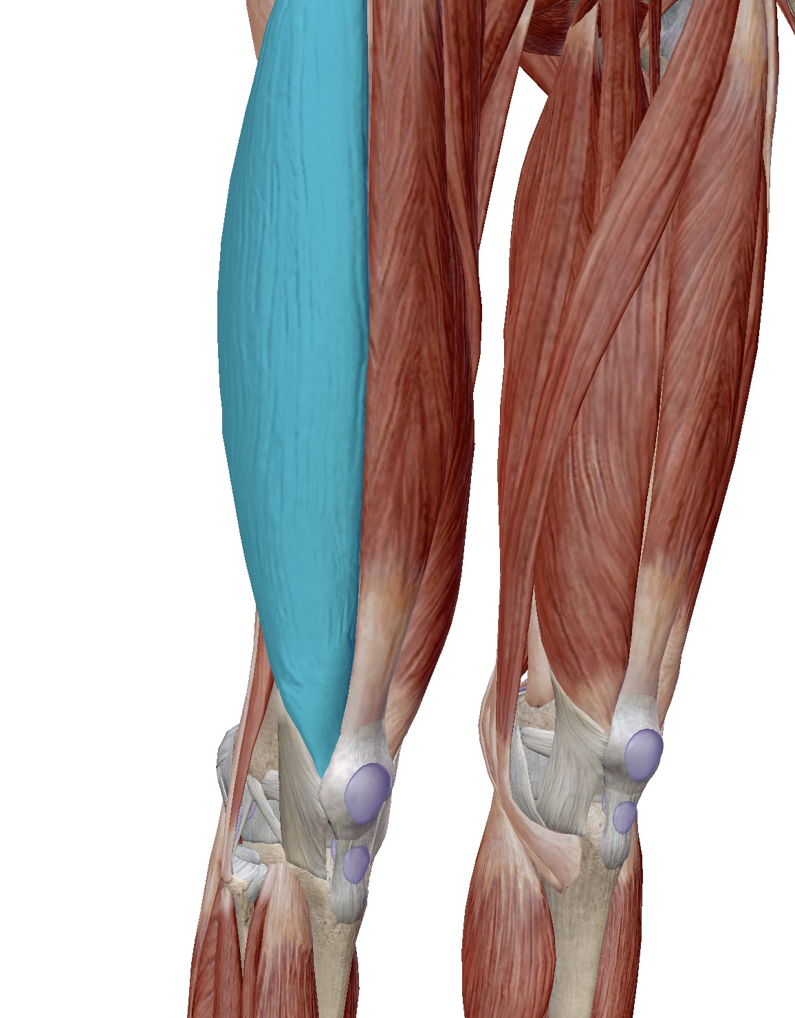 中腰姿勢で発症した膝外側の痛みの症例 名古屋トリガーポイント鍼灸院 中腰姿勢で発症した膝外側の痛みの症例 名古屋トリガーポイント鍼灸院